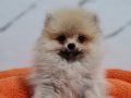 Mini Boy Şecere Belgeli Pomeranian Yavrularımız 