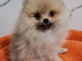 Mini Boy Şecere Belgeli Pomeranian Yavrularımız 