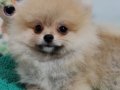 Mini Boy Şecere Belgeli Pomeranian Yavrularımız 