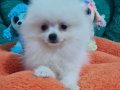 Mini Boy Şecere Belgeli Pomeranian Yavrularımız 