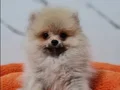 Teacup Şecereli Pomeranian Yavrularımız 