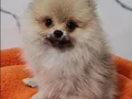 Teacup Şecereli Pomeranian Yavrularımız 