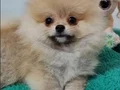 Teacup Şecereli Pomeranian Yavrularımız 