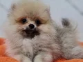 Teacup Şecereli Pomeranian Yavrularımız 