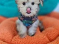 Neşe Kaynağı Morkie 