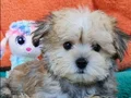 Neşe Kaynağı Morkie 