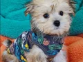 Neşe Kaynağı Morkie 