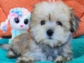 Neşe Kaynağı Morkie 