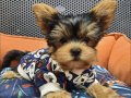 Neşe dolu dişi şecereli Yorkshire Terrier Yavrumuz 