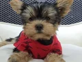 Neşe dolu dişi şecereli Yorkshire Terrier Yavrumuz 