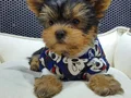 Neşe dolu dişi şecereli Yorkshire Terrier Yavrumuz 