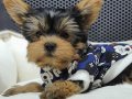 Neşe dolu dişi şecereli Yorkshire Terrier Yavrumuz 