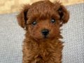Irka standartlarında şecereli erkek Toy Poodle yavrumuz 