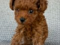 Irka standartlarında şecereli erkek Toy Poodle yavrumuz 