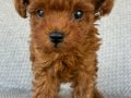 Irka standartlarında şecereli erkek Toy Poodle yavrumuz 