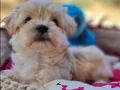 Evin neşesi Morkie Bebekler
