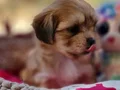 Evin neşesi Morkie Bebekler