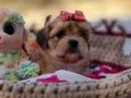 Evin neşesi Morkie Bebekler