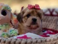 Evin neşesi Morkie Bebekler