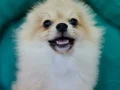 Sevimli Teacup Pomeranian Yavrularımız 