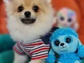 Sevimli Teacup Pomeranian Yavrularımız 