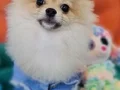 Sevimli Teacup Pomeranian Yavrularımız 