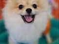 Sevimli Teacup Pomeranian Yavrularımız 