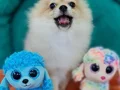 Sevimli Teacup Pomeranian Yavrularımız 