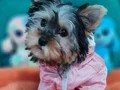 Şecereli Dişi Teacup Yorkshire Terrier 