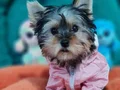 Şecereli Dişi Teacup Yorkshire Terrier 