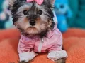 Şecereli Dişi Teacup Yorkshire Terrier 