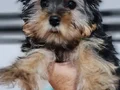 Şecereli Dişi Teacup Yorkshire Terrier 