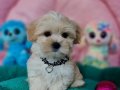 Teacup Morkie Yavrumuz 