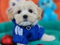 Teacup Morkie Yavrumuz 