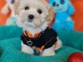 Teacup Morkie Yavrumuz 