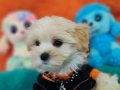 Teacup Morkie Yavrumuz 