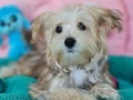 4.5 sylık harka bir Morkie