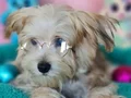 4.5 sylık harka bir Morkie