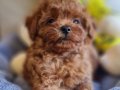 Şecereli Toy Poodle Mini Boy Yavrularımız 