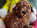 Şecereli Toy Poodle Mini Boy Yavrularımız 