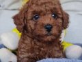 Şecereli Toy Poodle Mini Boy Yavrularımız 