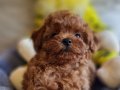 Şecereli Toy Poodle Mini Boy Yavrularımız 
