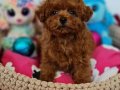 Fazla söze gerek yok şecereli Toy Poodle Yavrularımız 
