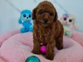 Fazla söze gerek yok şecereli Toy Poodle Yavrularımız 