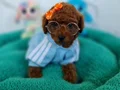 Fazla söze gerek yok şecereli Toy Poodle Yavrularımız 