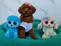 Fazla söze gerek yok şecereli Toy Poodle Yavrularımız 