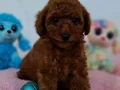 Fazla söze gerek yok şecereli Toy Poodle Yavrularımız 