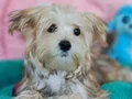 Şirin mi şirin Morkie Yavrumuz 