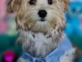 Şirin mi şirin Morkie Yavrumuz 