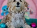 Şirin mi şirin Morkie Yavrumuz 
